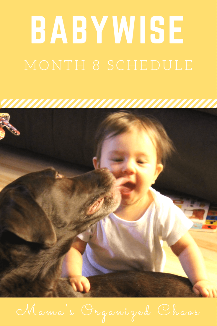 Babywise schedule month 8: for baby around 8 months of age. On this page you’ll find schedules, information on naps, nighttime sleep, and more!
