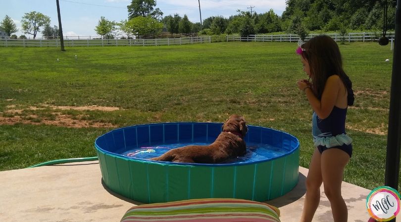 dog foldable pool